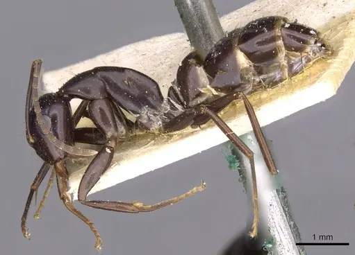 Camponotus picipes specimen CASENT0910015 image casent0910015_3