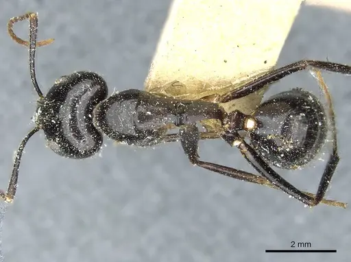 Camponotus picipes specimen CASENT0912013 image casent0912013_1