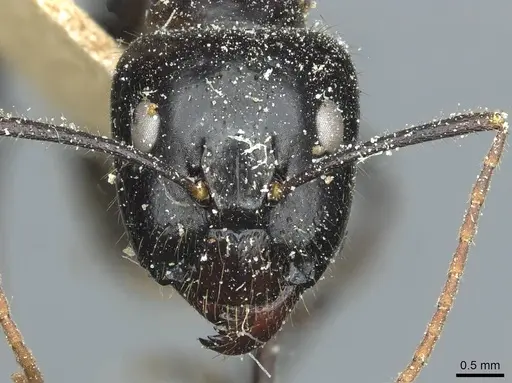 Camponotus picipes specimen CASENT0912013 image casent0912013_2