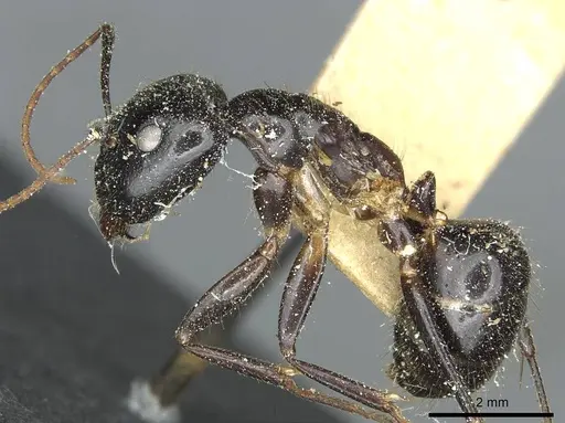 Camponotus picipes specimen CASENT0912013 image casent0912013_3