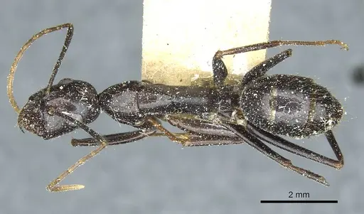 Camponotus picipes specimen CASENT0912014 image casent0912014_1