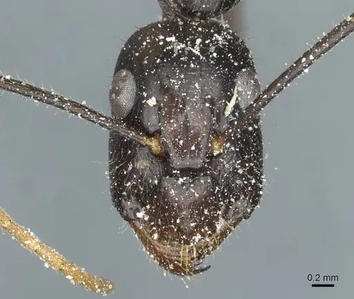 Camponotus picipes specimen CASENT0912014 image casent0912014_2
