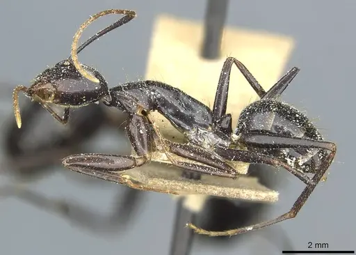 Camponotus picipes specimen CASENT0912014 image casent0912014_3