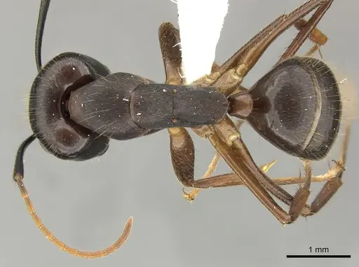 Camponotus picipes specimen JTLC000001696 image jtlc000001696_1