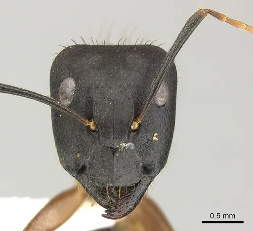 Camponotus picipes specimen JTLC000001696 image jtlc000001696_2