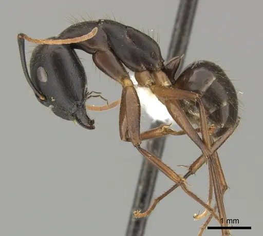 Camponotus picipes specimen JTLC000001696 image jtlc000001696_3