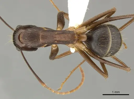 Camponotus picipes specimen JTLC000001697 image jtlc000001697_1