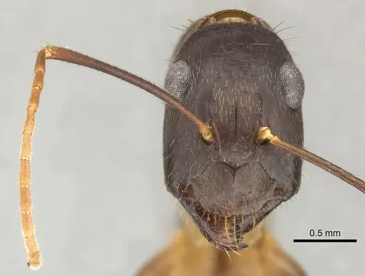 Camponotus picipes specimen JTLC000001697 image jtlc000001697_2