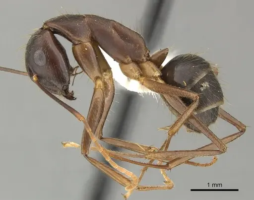 Camponotus picipes specimen JTLC000001697 image jtlc000001697_3