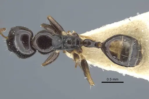 Camponotus pictostriatus specimen CASENT0917168 image casent0917168_1