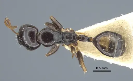 Camponotus pictostriatus specimen CASENT0917168 image casent0917168_2