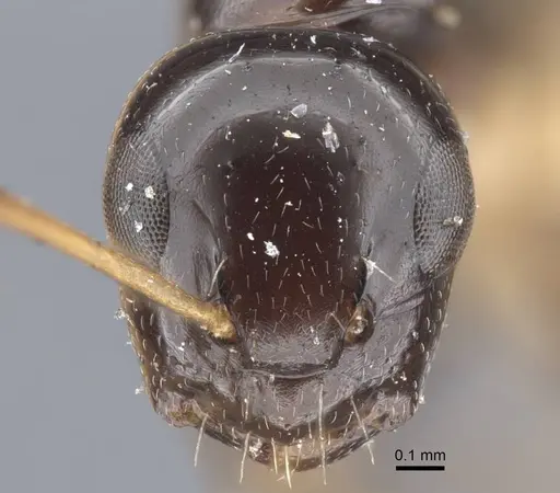Camponotus pictostriatus specimen CASENT0917168 image casent0917168_3