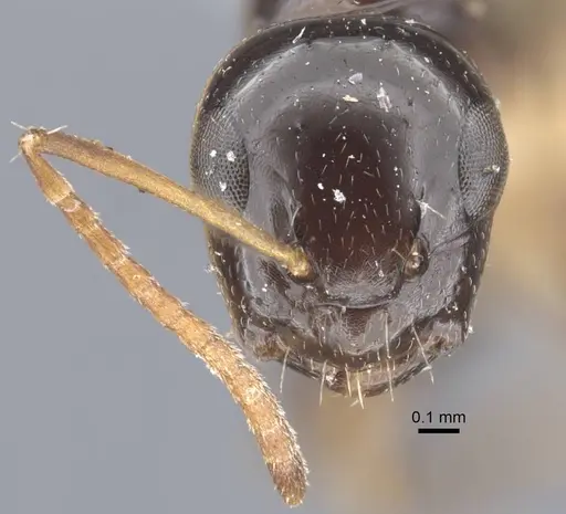 Camponotus pictostriatus specimen CASENT0917168 image casent0917168_4