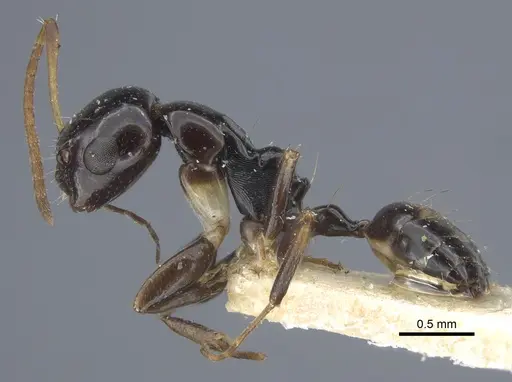 Camponotus pictostriatus specimen CASENT0917168 image casent0917168_5