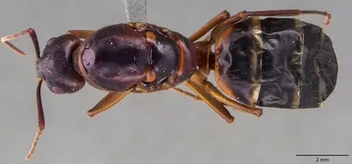 Camponotus pilicornis specimen ANTWEB1060143 image antweb1060143_1