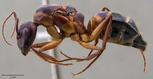 Camponotus pilicornis specimen ANTWEB1060143 image antweb1060143_3
