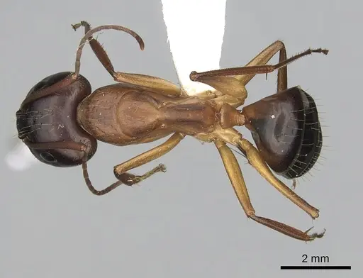 Camponotus pilicornis specimen CASENT0249993 image casent0249993_1