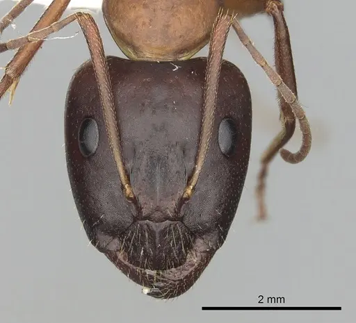 Camponotus pilicornis specimen CASENT0249993 image casent0249993_2