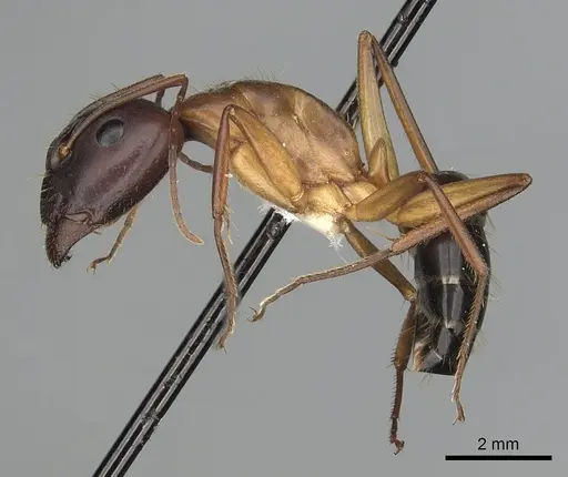 Camponotus pilicornis specimen CASENT0249993 image casent0249993_3