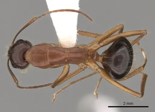 Camponotus pilicornis specimen CASENT0249994 image casent0249994_1