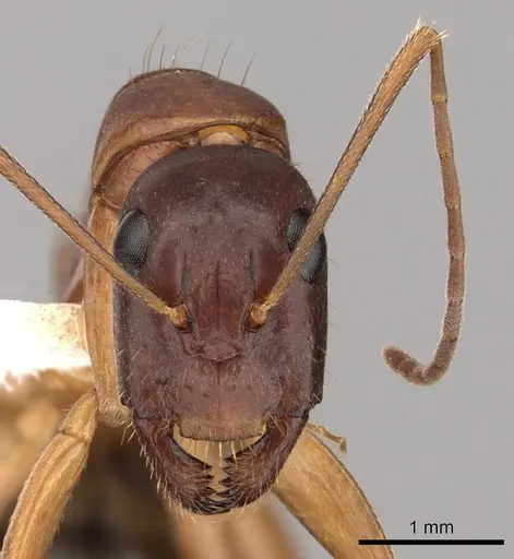 Camponotus pilicornis specimen CASENT0249994 image casent0249994_2