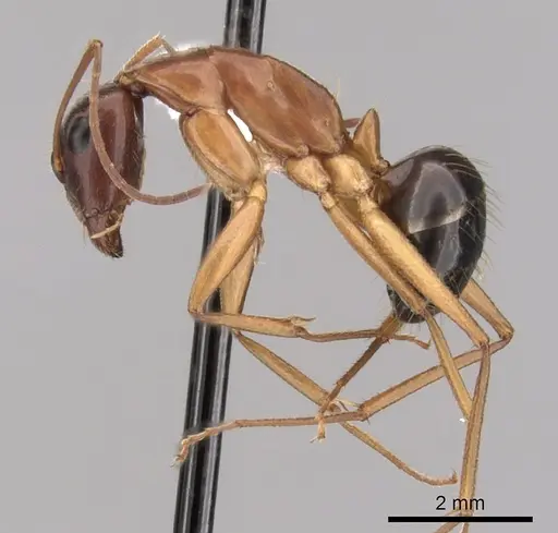 Camponotus pilicornis specimen CASENT0249994 image casent0249994_3