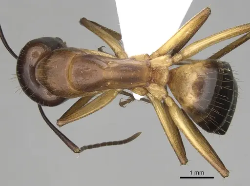 Camponotus pilicornis specimen CASENT0906062 image casent0906062_1