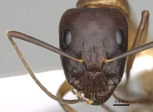 Camponotus pilicornis specimen CASENT0906062 image casent0906062_2
