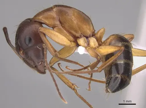 Camponotus pilicornis specimen CASENT0906062 image casent0906062_3