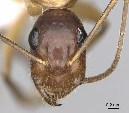 Camponotus pilicornis specimen CASENT0906063 image casent0906063_2