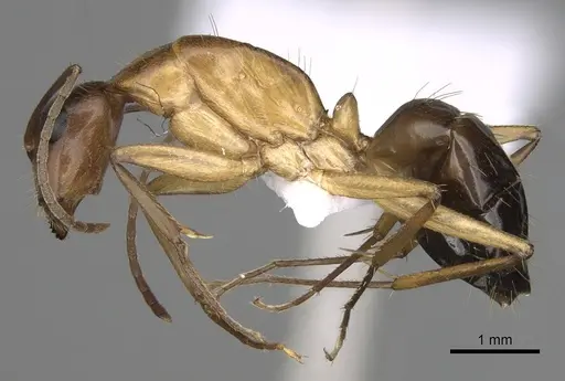 Camponotus pilicornis specimen CASENT0906063 image casent0906063_3