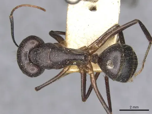 Camponotus pilicornis specimen CASENT0910278 image casent0910278_1