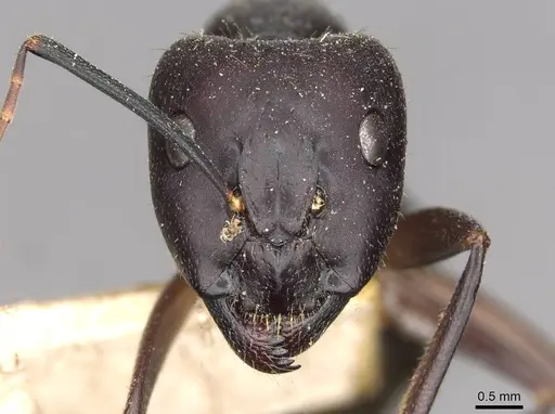 Camponotus pilicornis specimen CASENT0910278 image casent0910278_2