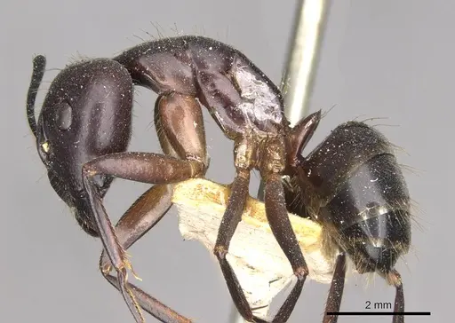 Camponotus pilicornis specimen CASENT0910278 image casent0910278_3