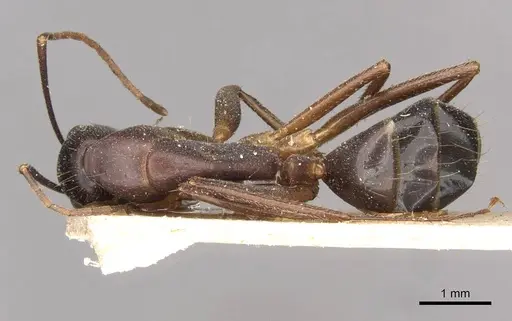 Camponotus pilicornis specimen CASENT0910279 image casent0910279_1