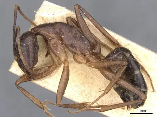 Camponotus pilicornis specimen CASENT0910279 image casent0910279_3