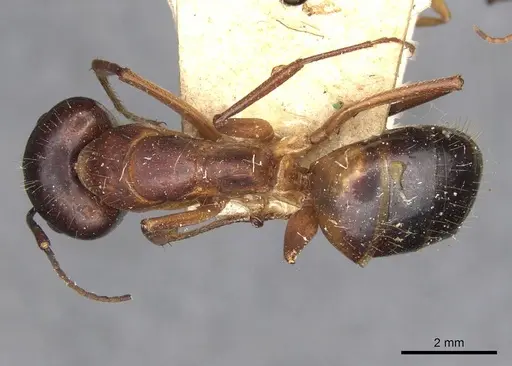 Camponotus pilicornis specimen CASENT0910280 image casent0910280_1