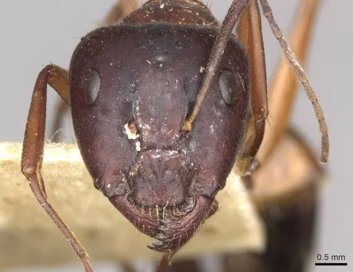 Camponotus pilicornis specimen CASENT0910280 image casent0910280_2