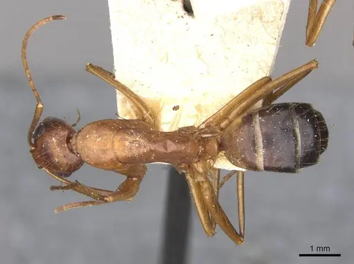 Camponotus pilicornis specimen CASENT0910281 image casent0910281_1