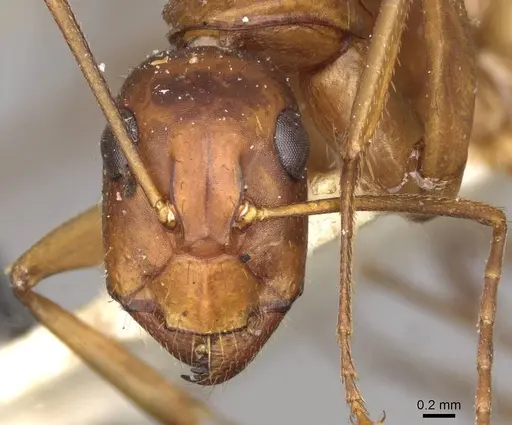 Camponotus pilicornis specimen CASENT0910281 image casent0910281_2