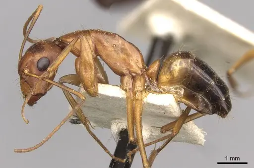 Camponotus pilicornis specimen CASENT0910281 image casent0910281_3