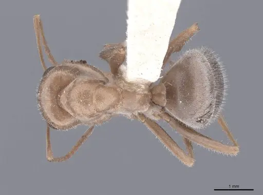 Camponotus pilicornis specimen FMNHINS0000046392 image fmnhins0000046392_1