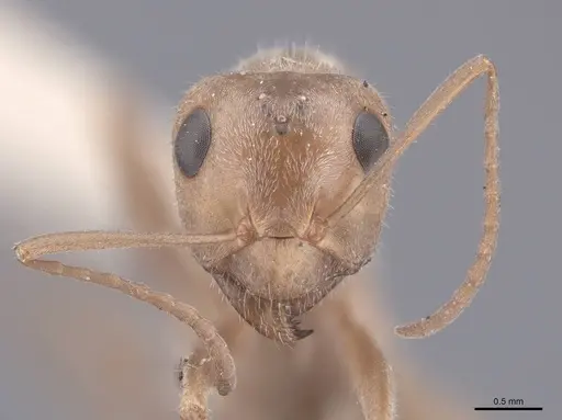 Camponotus pilicornis specimen FMNHINS0000046392 image fmnhins0000046392_2