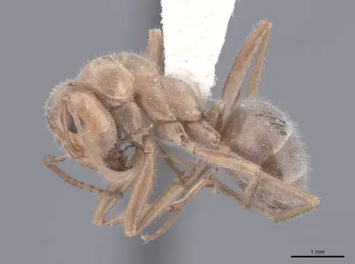 Camponotus pilicornis specimen FMNHINS0000046392 image fmnhins0000046392_3