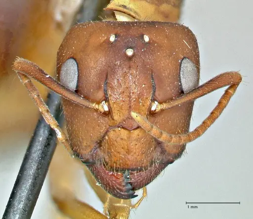 Camponotus pilicornis specimen FOCOL2911 image focol2911_2