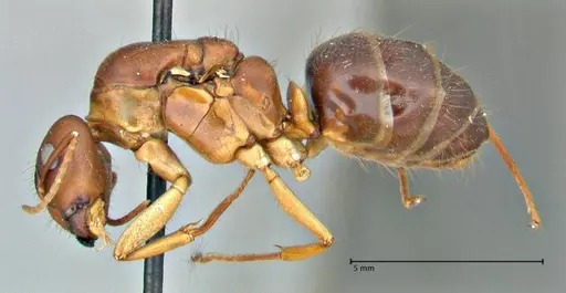 Camponotus pilicornis specimen FOCOL2911 image focol2911_3
