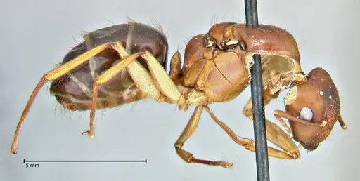 Camponotus pilicornis specimen FOCOL2911 image focol2911_4