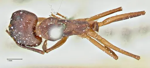 Camponotus pilicornis specimen FOCOL2912 image focol2912_1