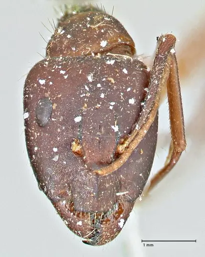 Camponotus pilicornis specimen FOCOL2912 image focol2912_2