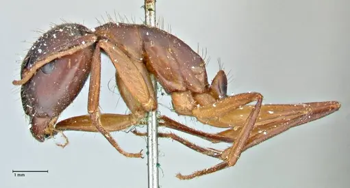 Camponotus pilicornis specimen FOCOL2912 image focol2912_3